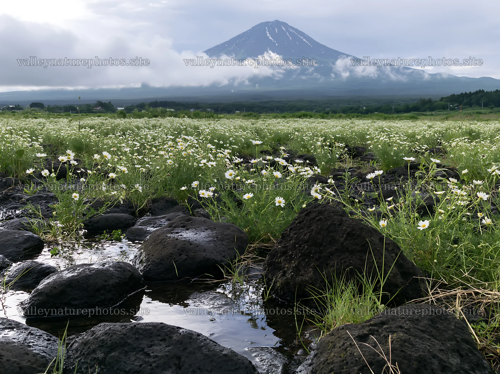 Yamanashi regenerative meadow with basalt stones and flowers – nature photography 9174x6866