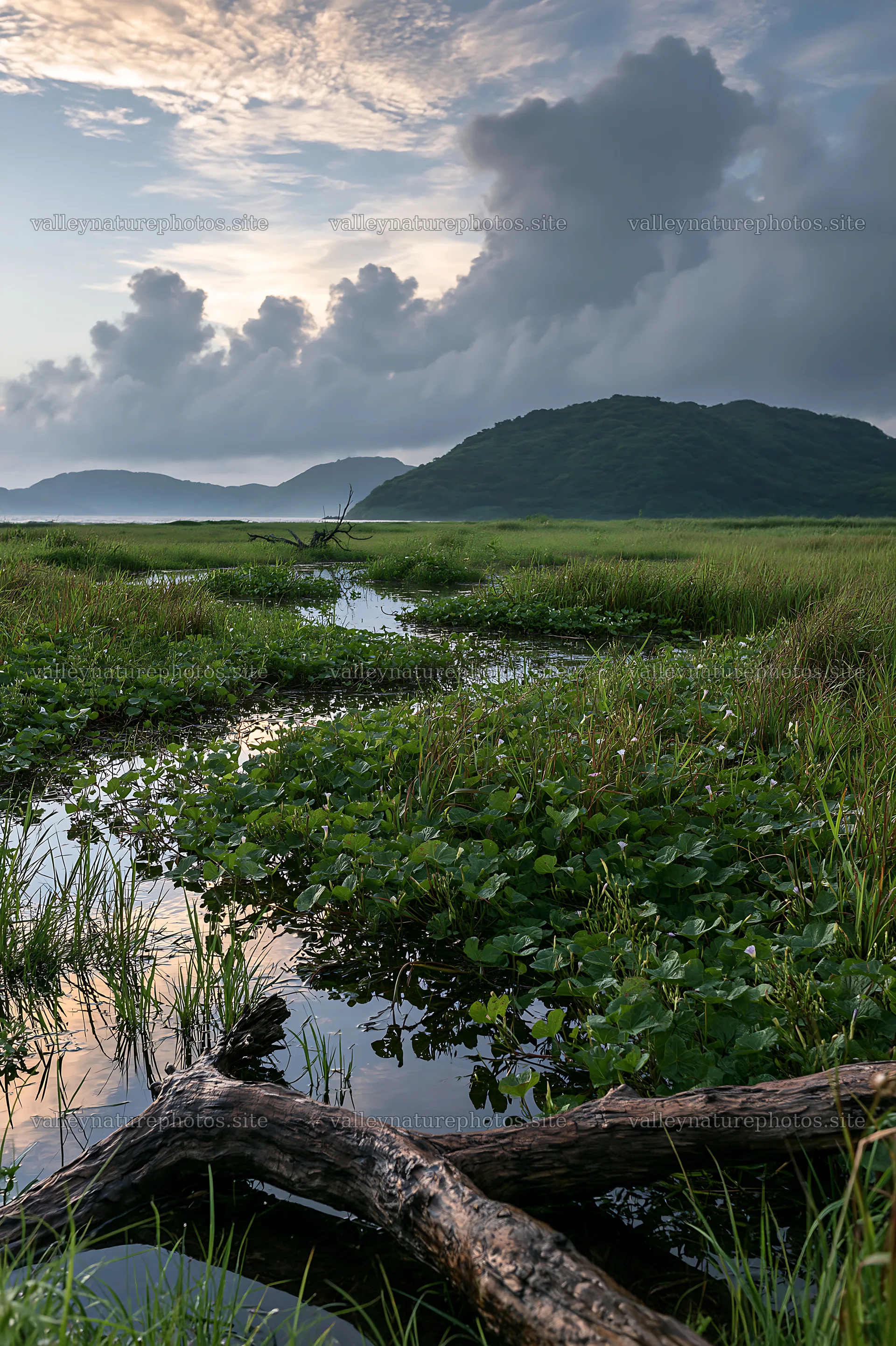 Nagasaki coastal meadow driftwood foreground mood – nature photography 6480x9722