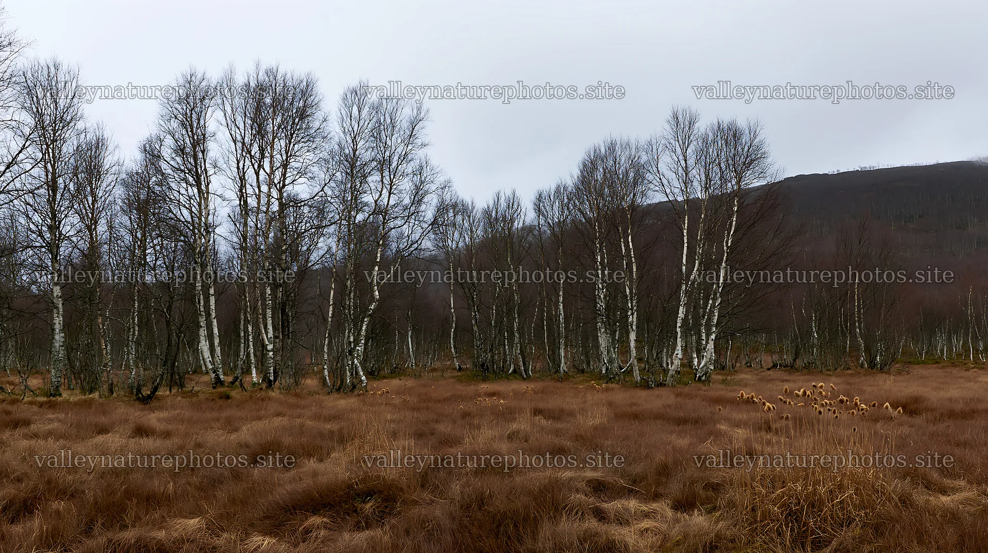 Birch forest meadow in early morning light – nature photography 10608x5938