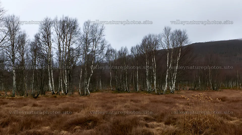Birch forest meadow in early morning light – nature photography 10608x5938