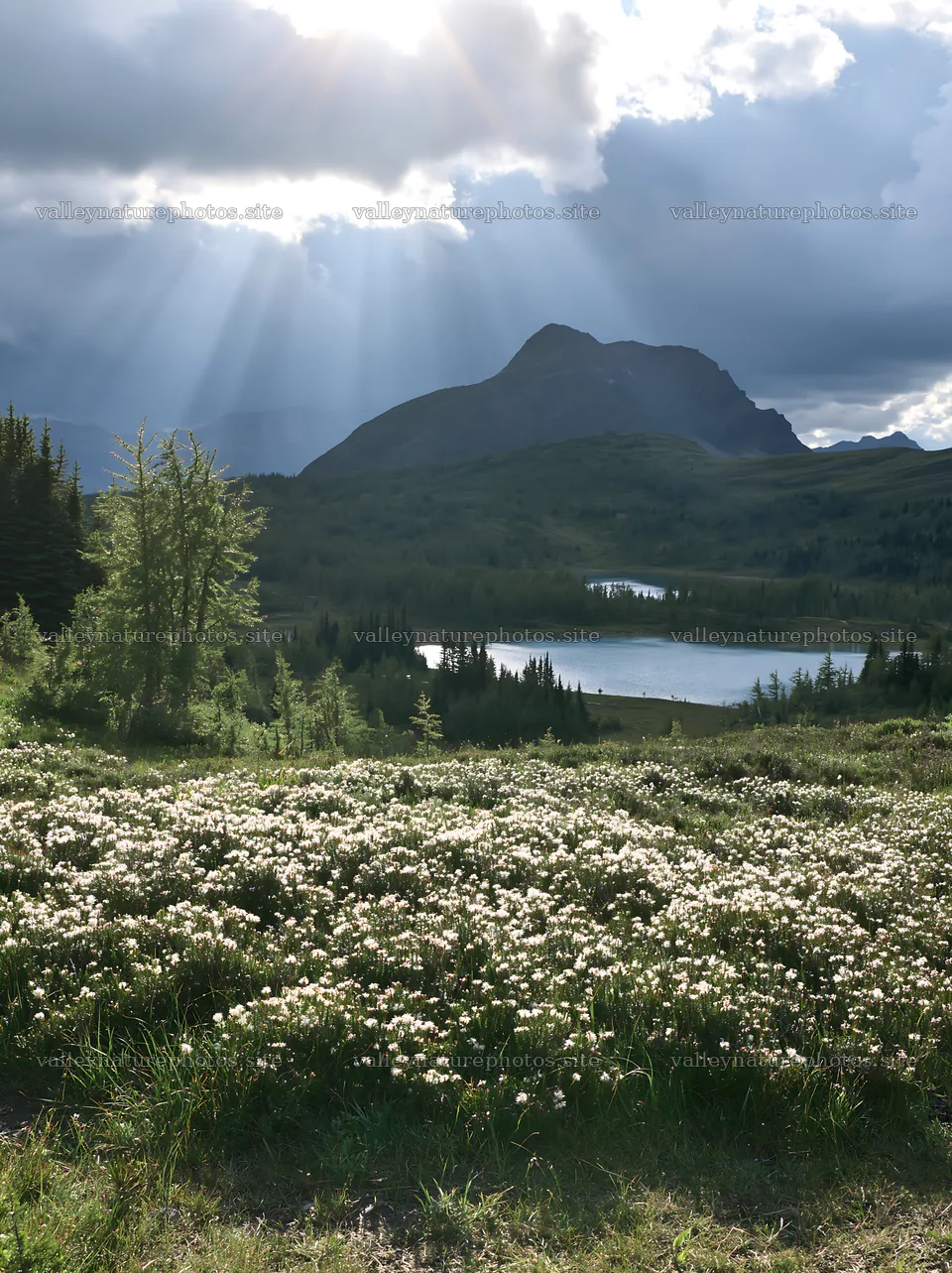 Sunshine Meadows Banff light rays illuminate the landscape – nature photography 6866x9174