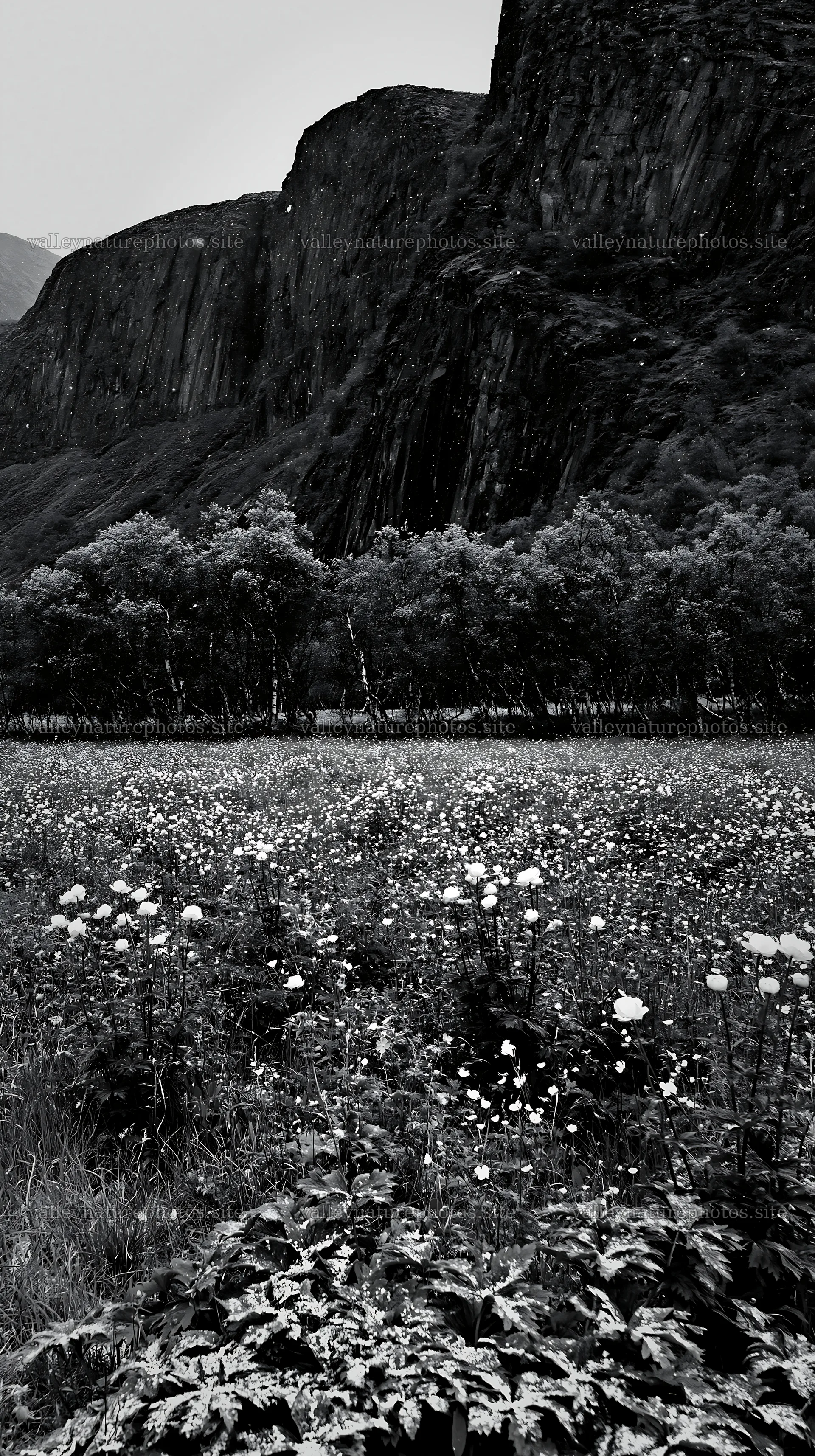 Meadow under crags with flowers and trees in black and white – nature photography 5938x10608