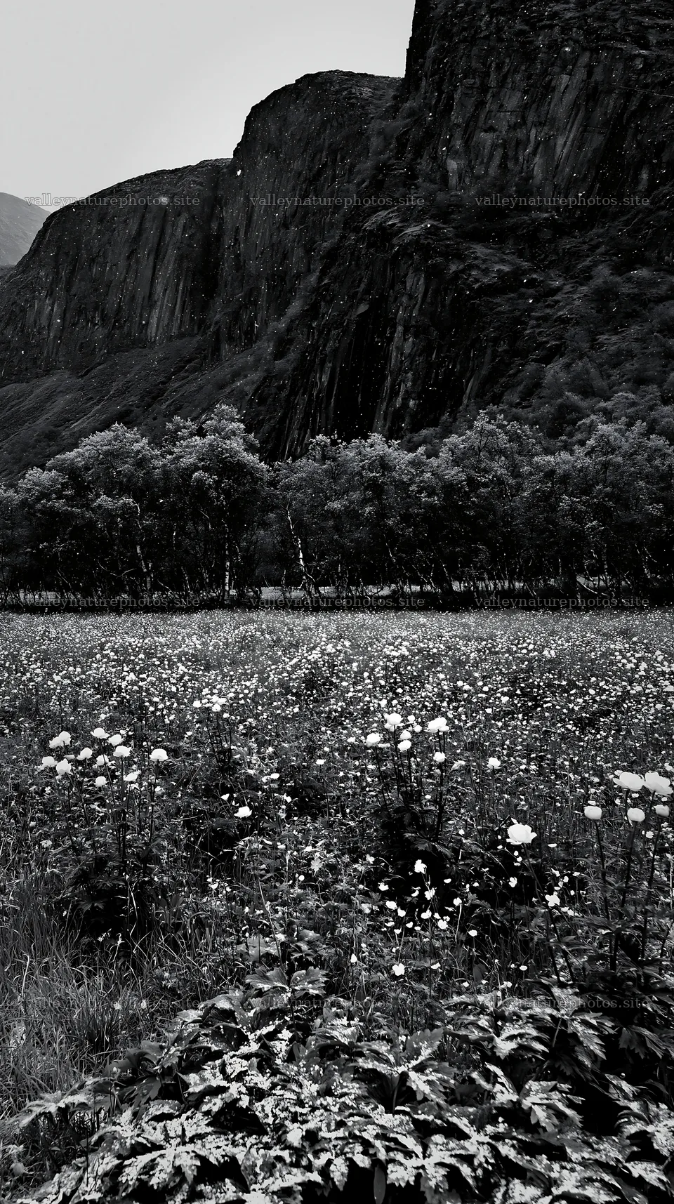 Meadow under crags with flowers and trees in black and white – nature photography 5938x10608