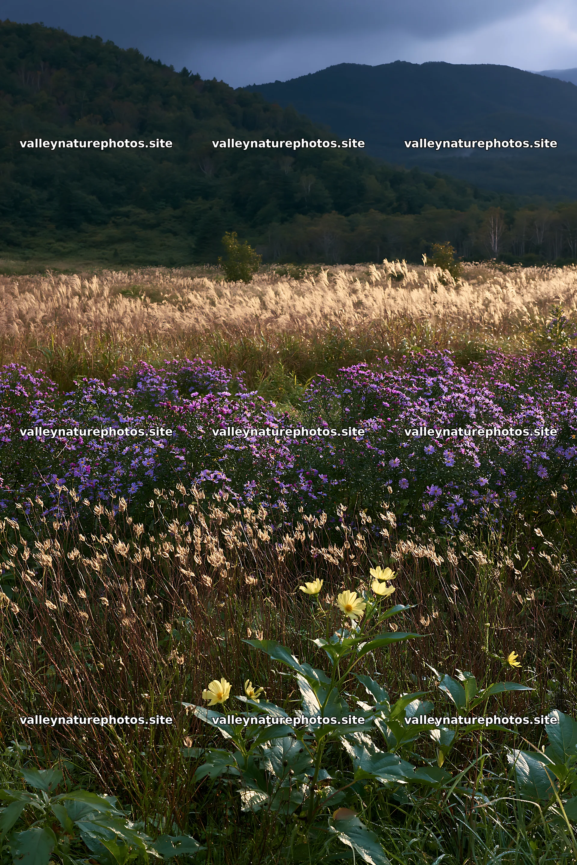 Iwate rain refreshed meadow seedhead foreground with flowers – nature photography 6480x9722