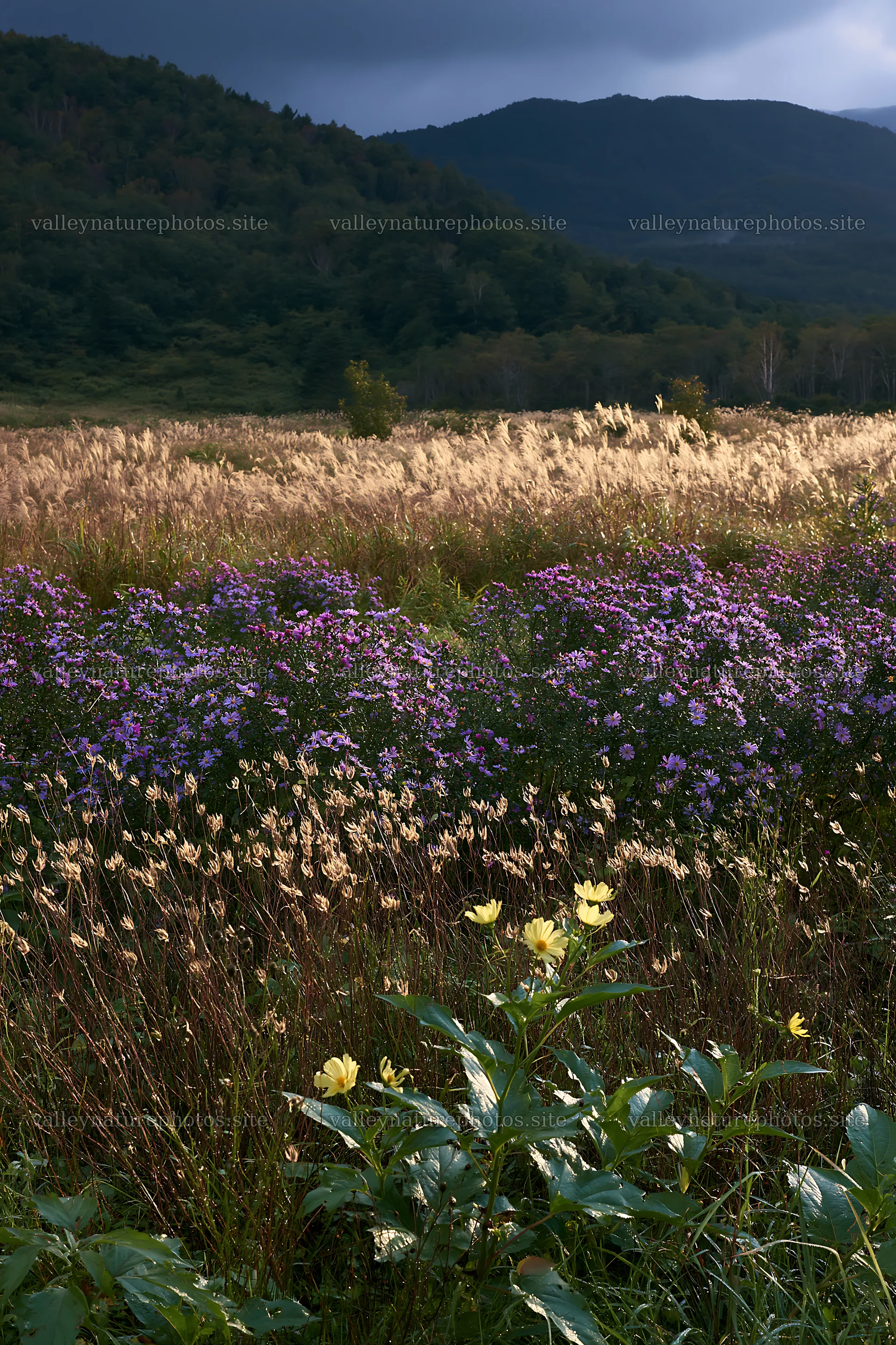 Iwate rain refreshed meadow seedhead foreground with flowers – nature photography 6480x9722