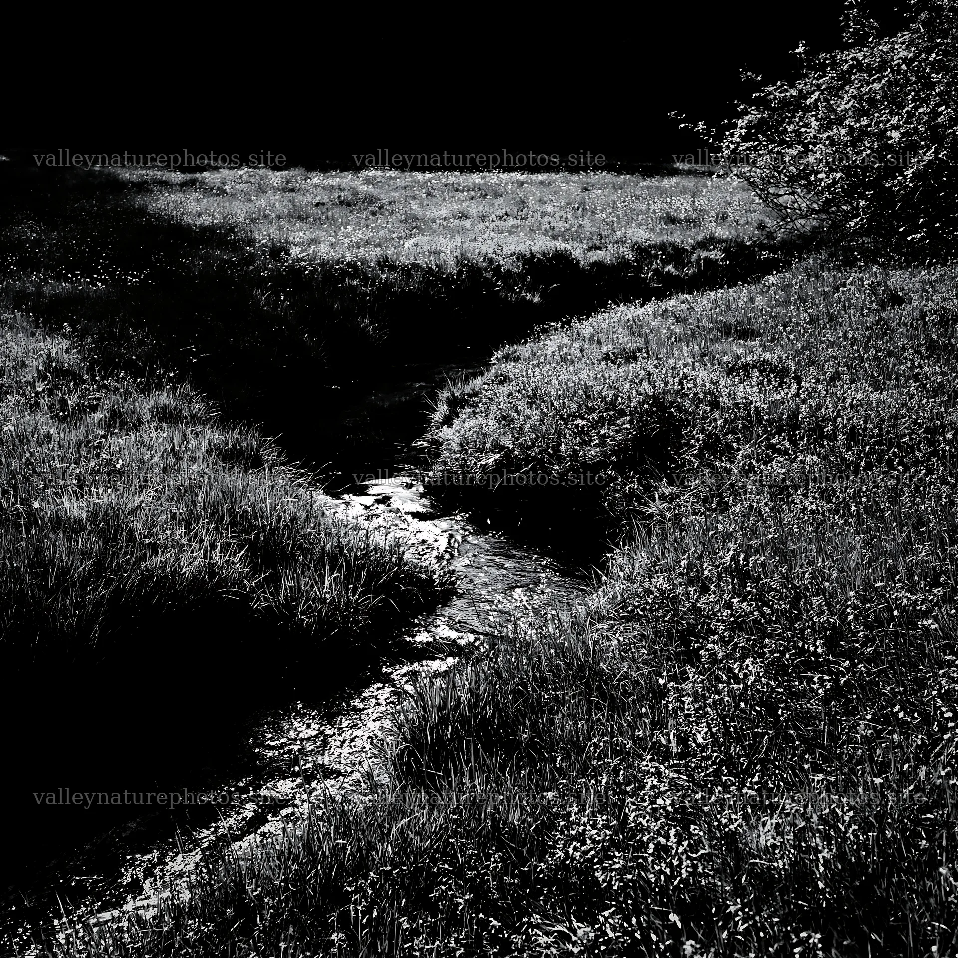 High contrast stream winding through a meadow – nature photography 7938x7938