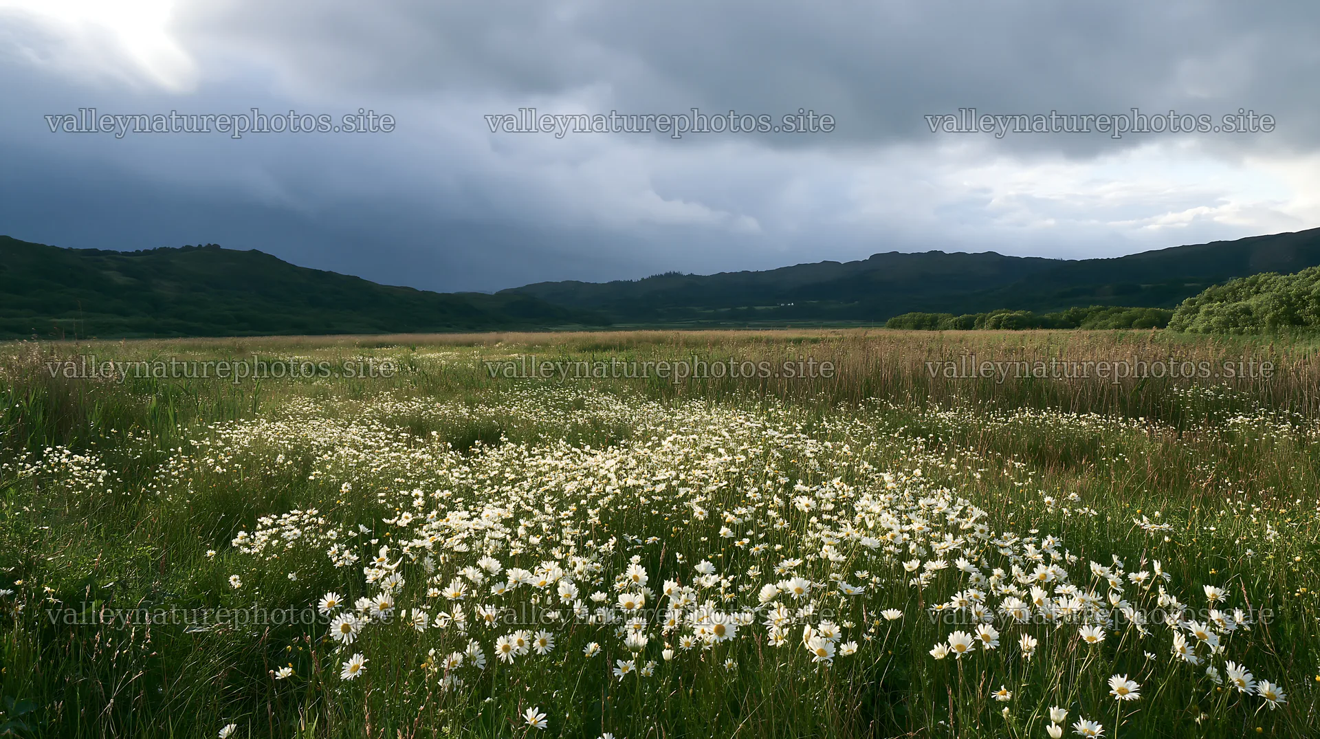 Saga floodplain meadow with reed foreground and cloudy sky – nature photography 10608x5938
