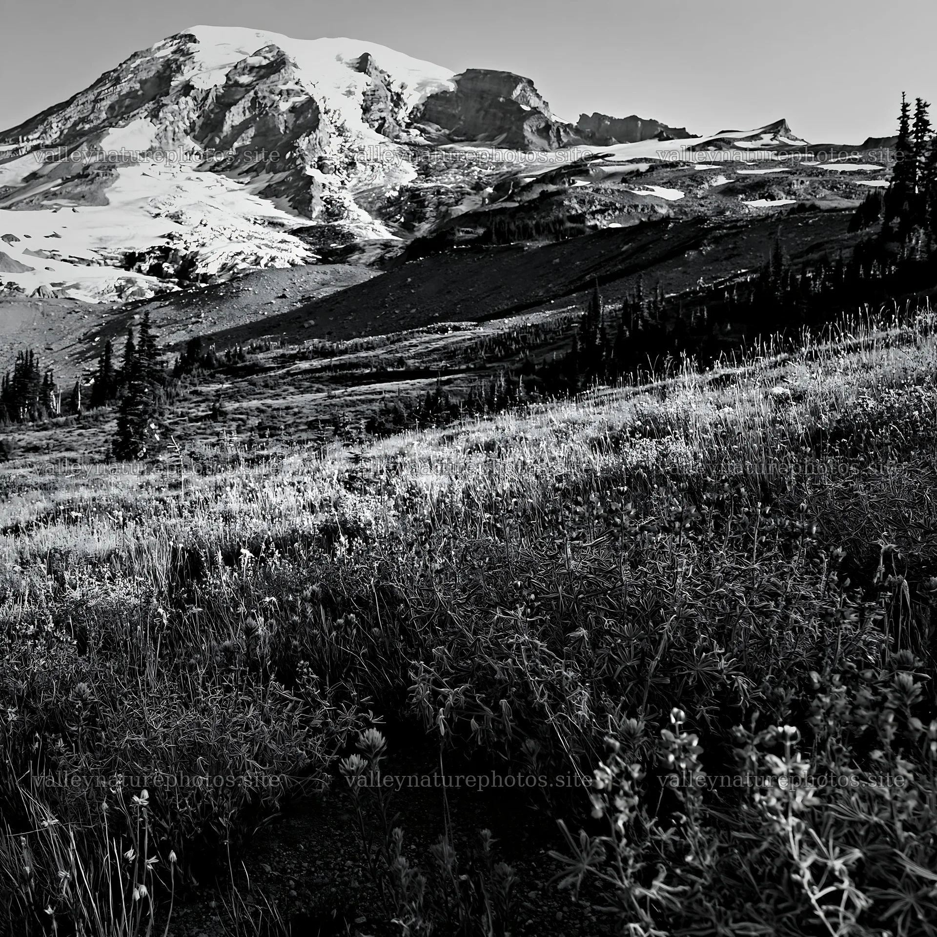 Mount Rainier with paintbrush lupine in black and white – nature photography 7938x7938