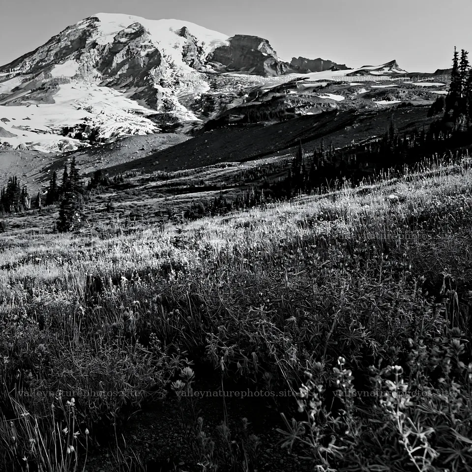 Mount Rainier with paintbrush lupine in black and white – nature photography 7938x7938