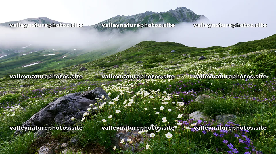Toyama alpine meadow snowmelt rock foreground with flowers – nature photography 10608x5938