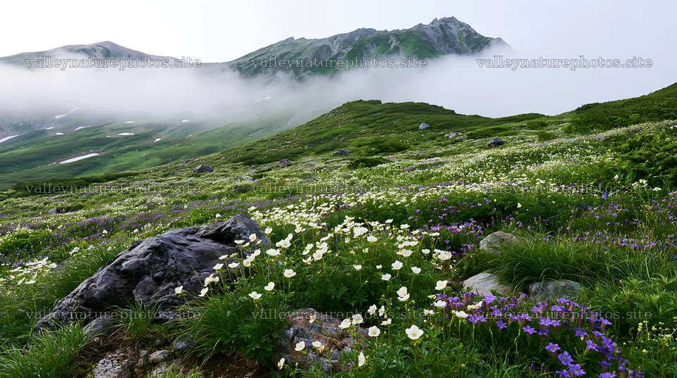 Toyama alpine meadow snowmelt rock foreground with flowers – nature photography 10608x5938