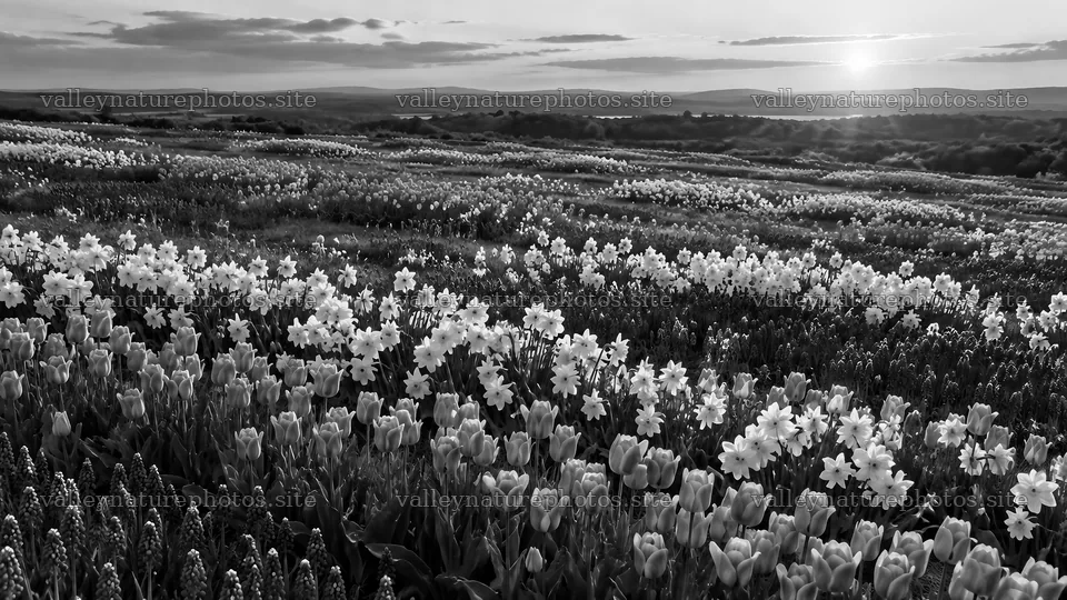 Monochrome Spring Bulb Meadow in Low Sun – nature photography 10324x5812