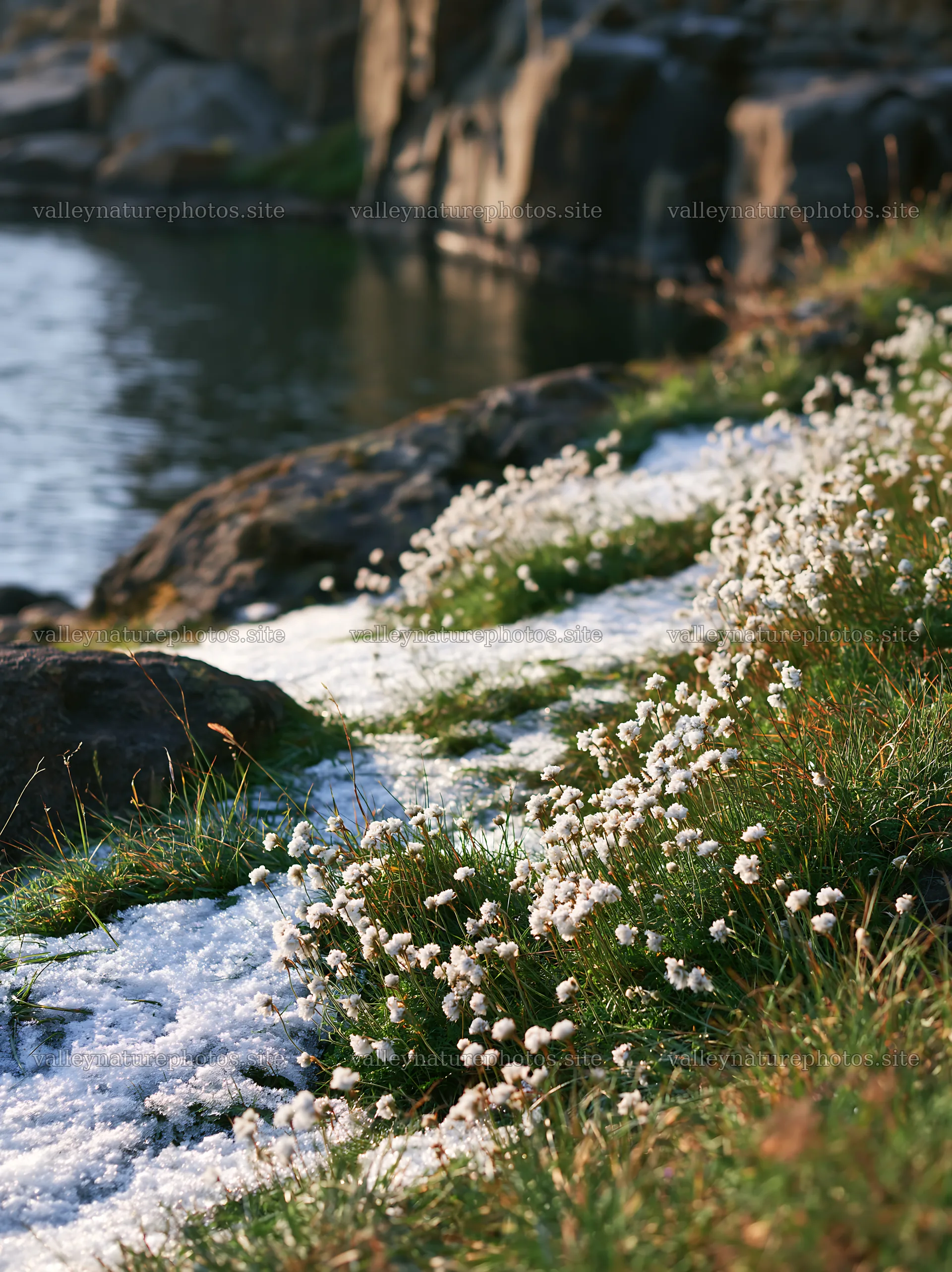 Lakeside meadow with flowers and snow after first snowfall – nature photography 6866x9174