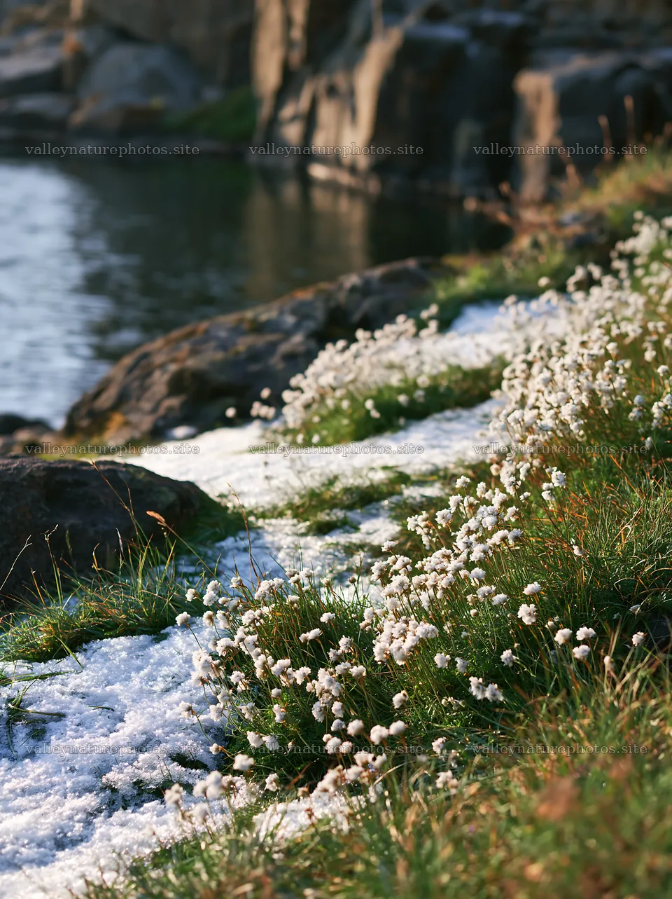 Lakeside meadow with flowers and snow after first snowfall – nature photography 6866x9174