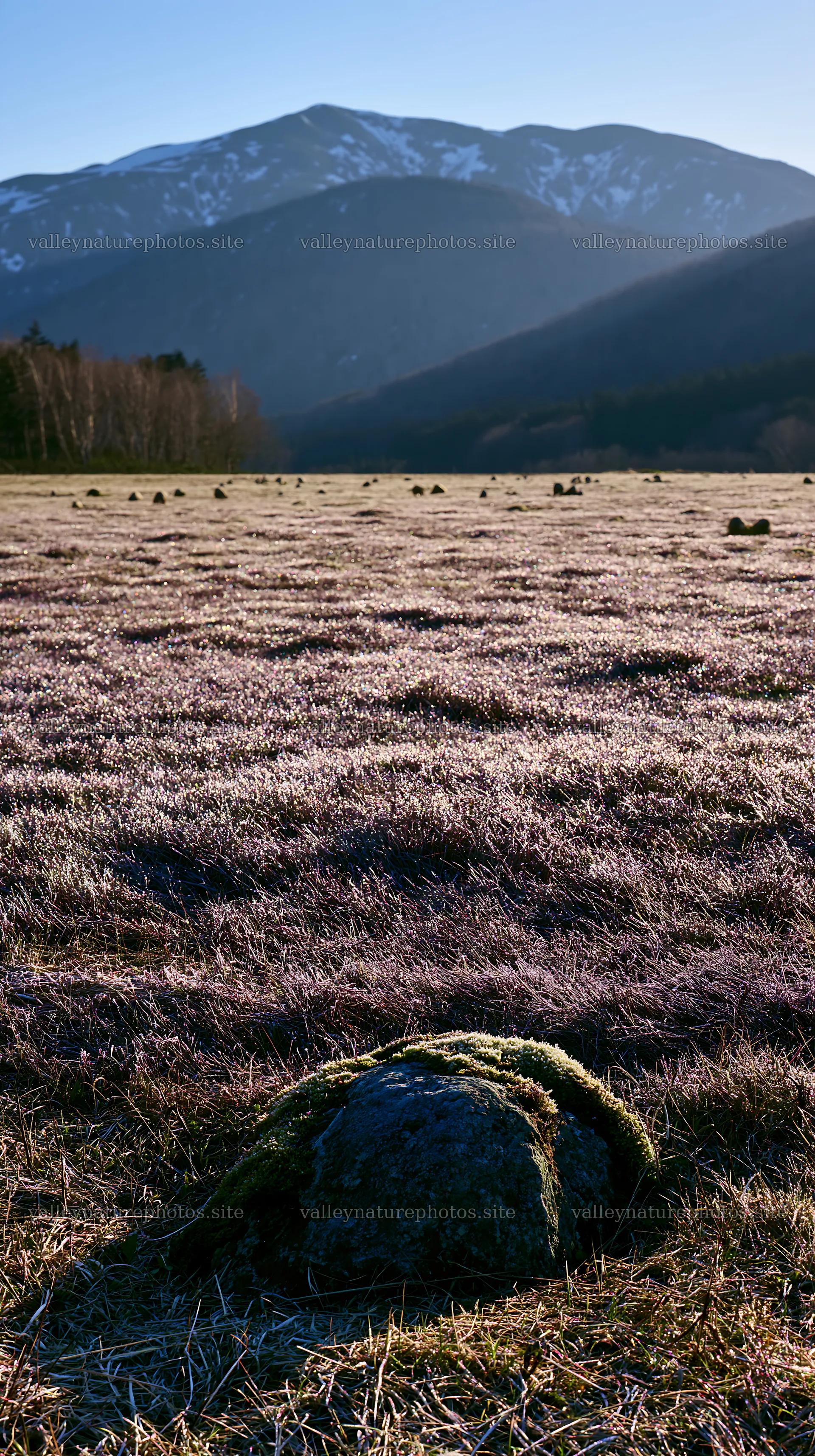 Miyagi spring recovery meadow with mossy stones and mountains – nature photography 5938x10608