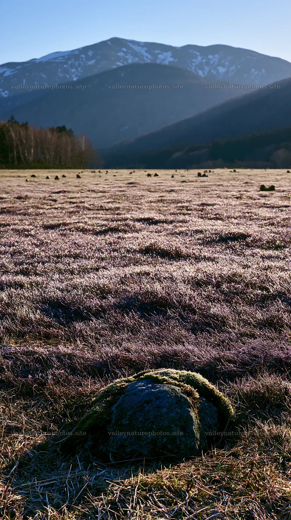 Miyagi spring recovery meadow with mossy stones and mountains – nature photography 5938x10608