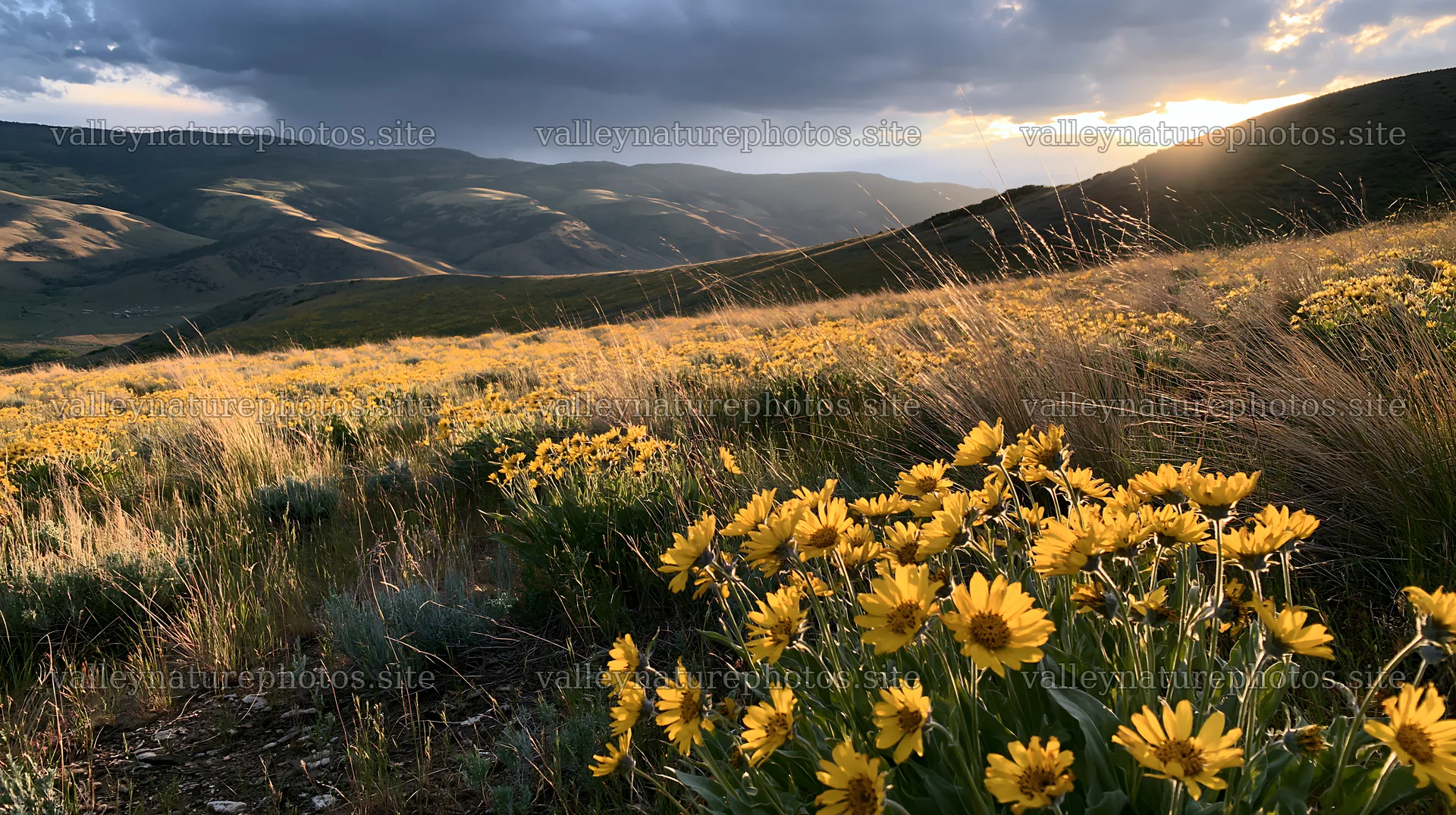 Meadow with yellow flowers under a cloudy sky – nature photography 10608x5938