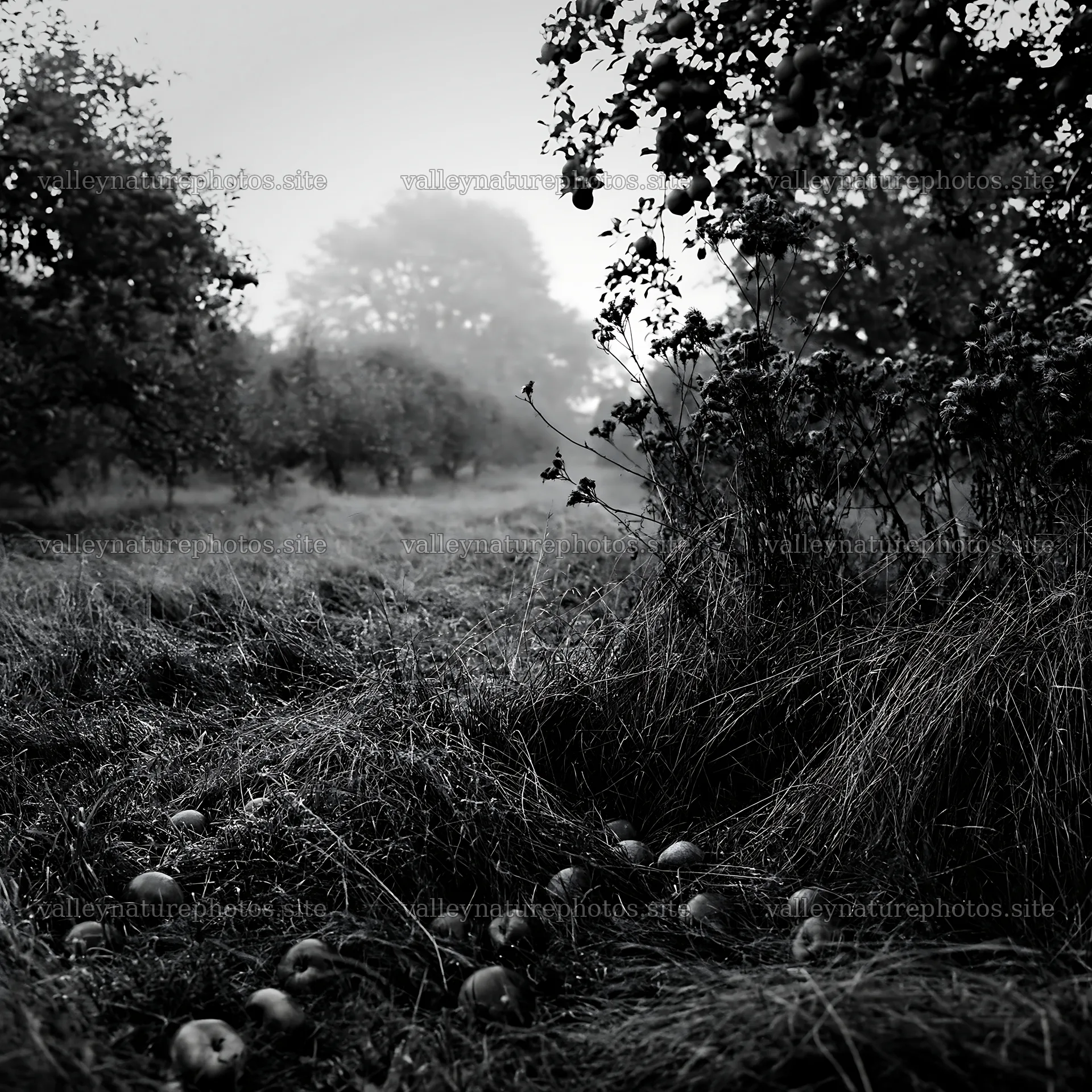 Moody orchard meadow with fallen apples and misty background – nature photography 7938x7938