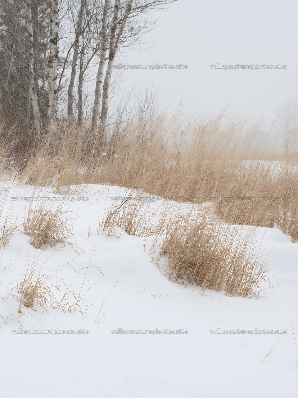 Snowbound meadow with tall grasses beneath a cloudy sky – nature photography 6866x9174