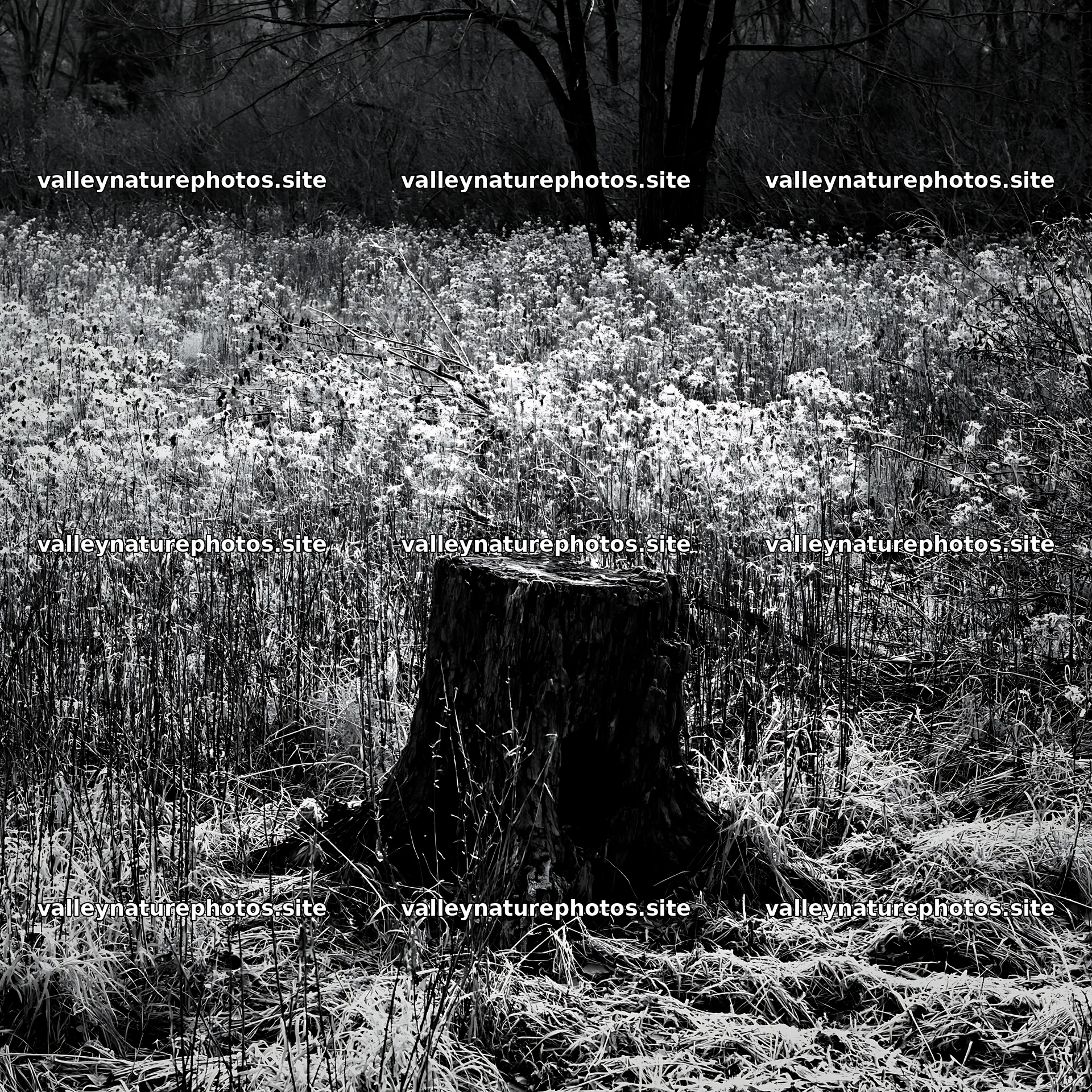 Fukushima native meadow with weathered stump – nature photography 7938x7938