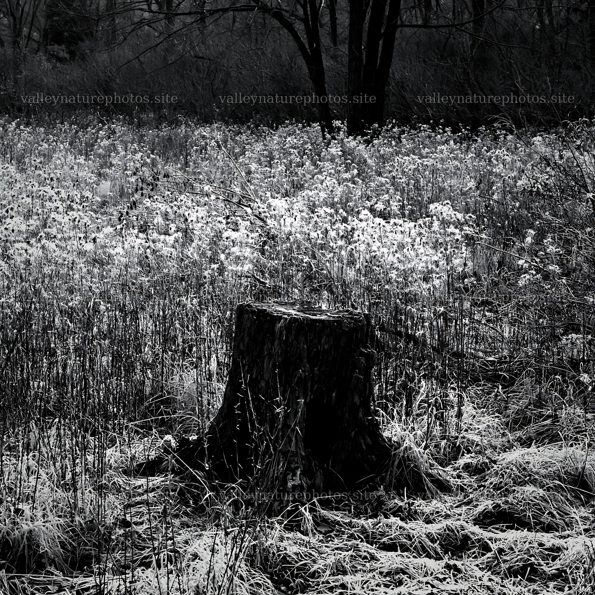 Fukushima native meadow with weathered stump – nature photography 7938x7938