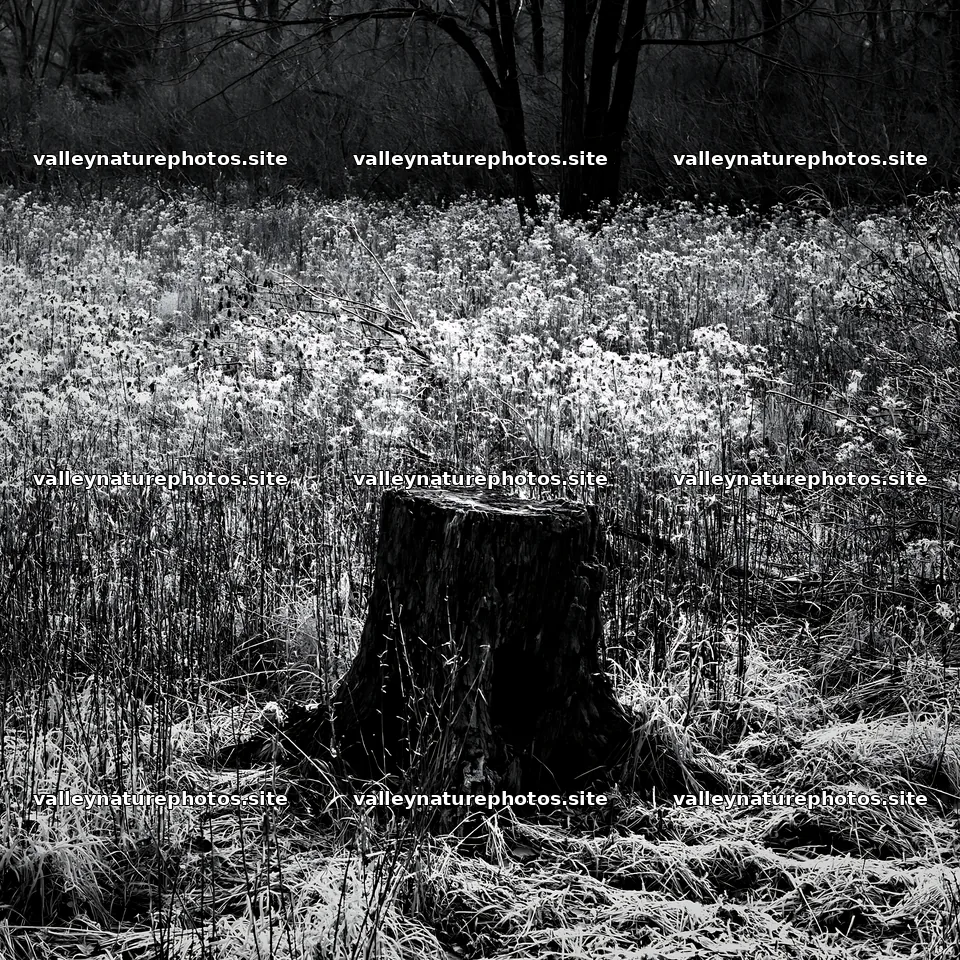 Fukushima native meadow with weathered stump – nature photography 7938x7938