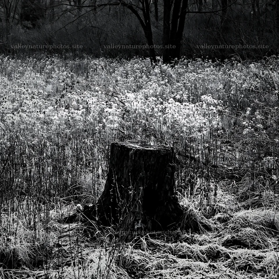 Fukushima native meadow with weathered stump – nature photography 7938x7938