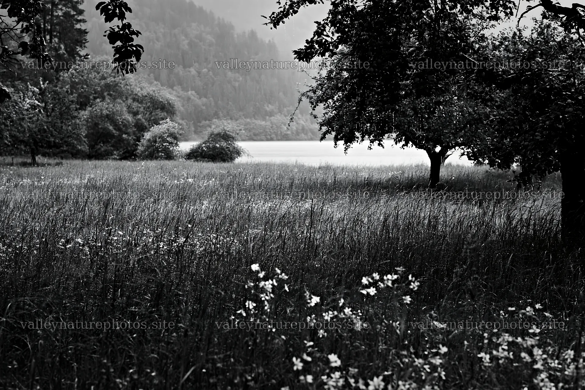 Lakeside orchard meadow with flowers and distant trees – nature photography 9722x6480