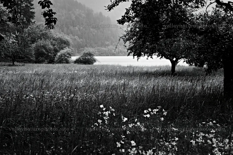 Lakeside orchard meadow with flowers and distant trees – nature photography 9722x6480
