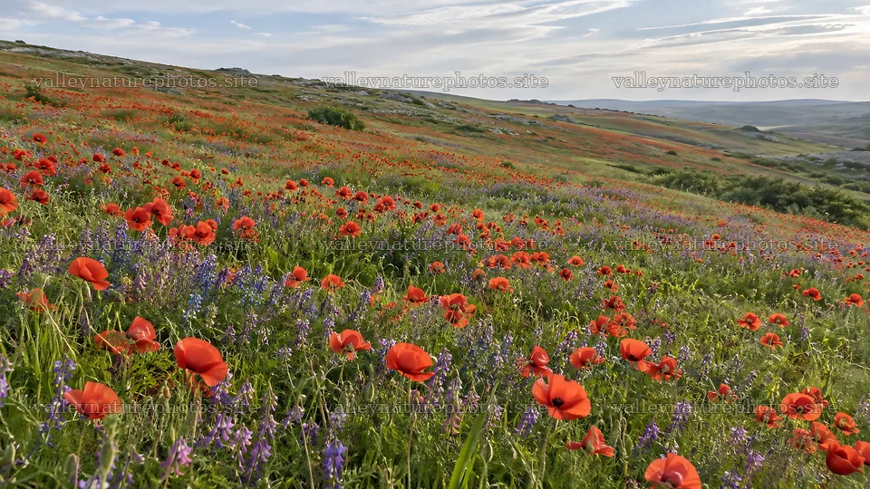 Red Poppies and Purple Flowers Across a Hillside Meadow – nature photography 10324x5812