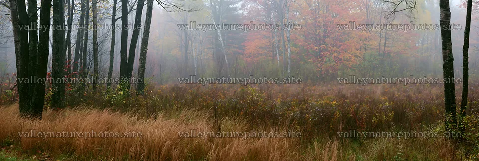 Misty forest meadow with tall grass and colorful trees – nature photography 13690x4602