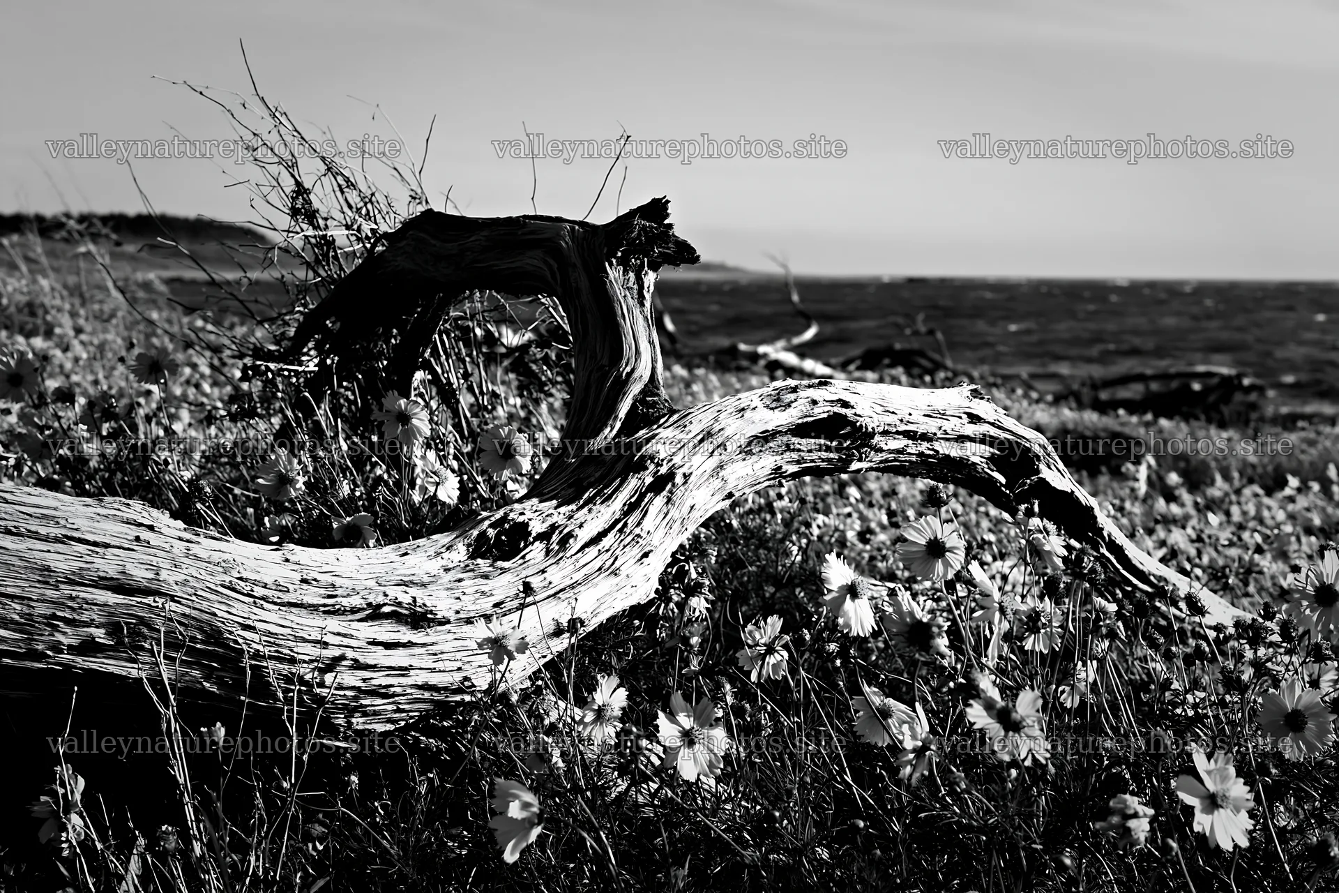 Chiba coastal climate meadow driftwood foreground with flowers – nature photography 9722x6480