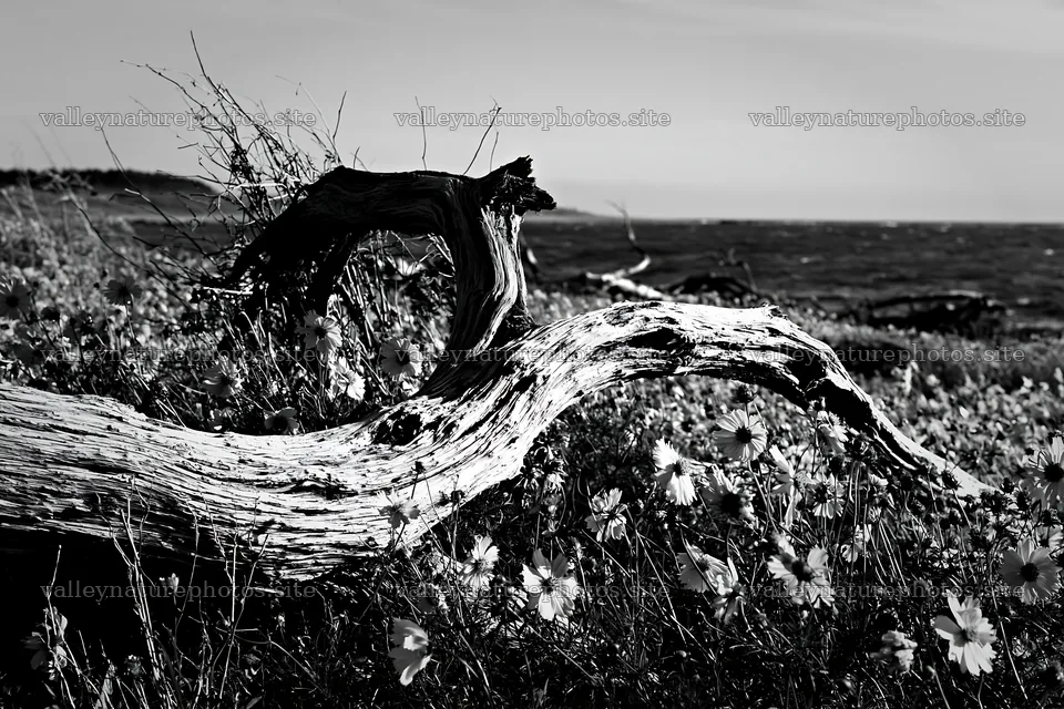 Chiba coastal climate meadow driftwood foreground with flowers – nature photography 9722x6480