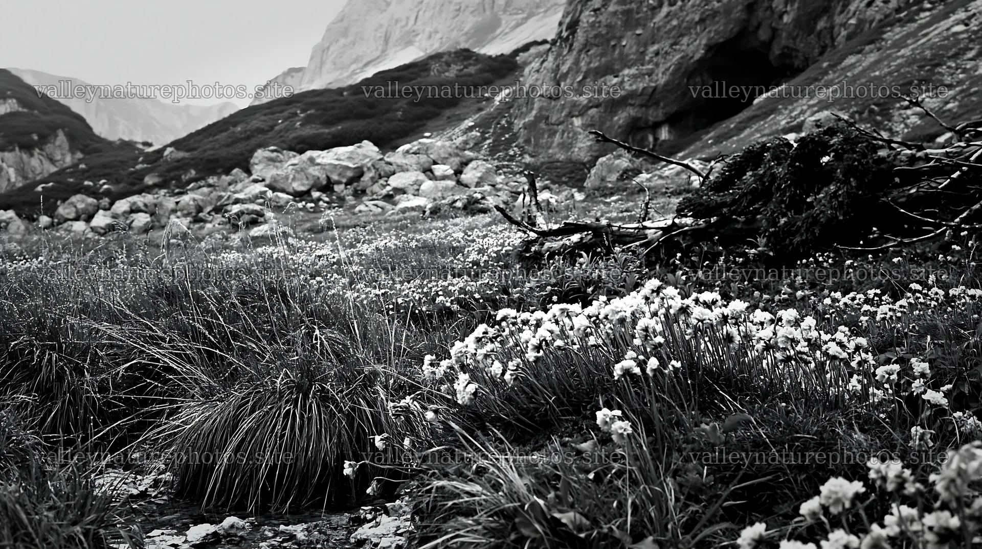 Christmas wreaths in meadow near cave – nature photography 10608x5938