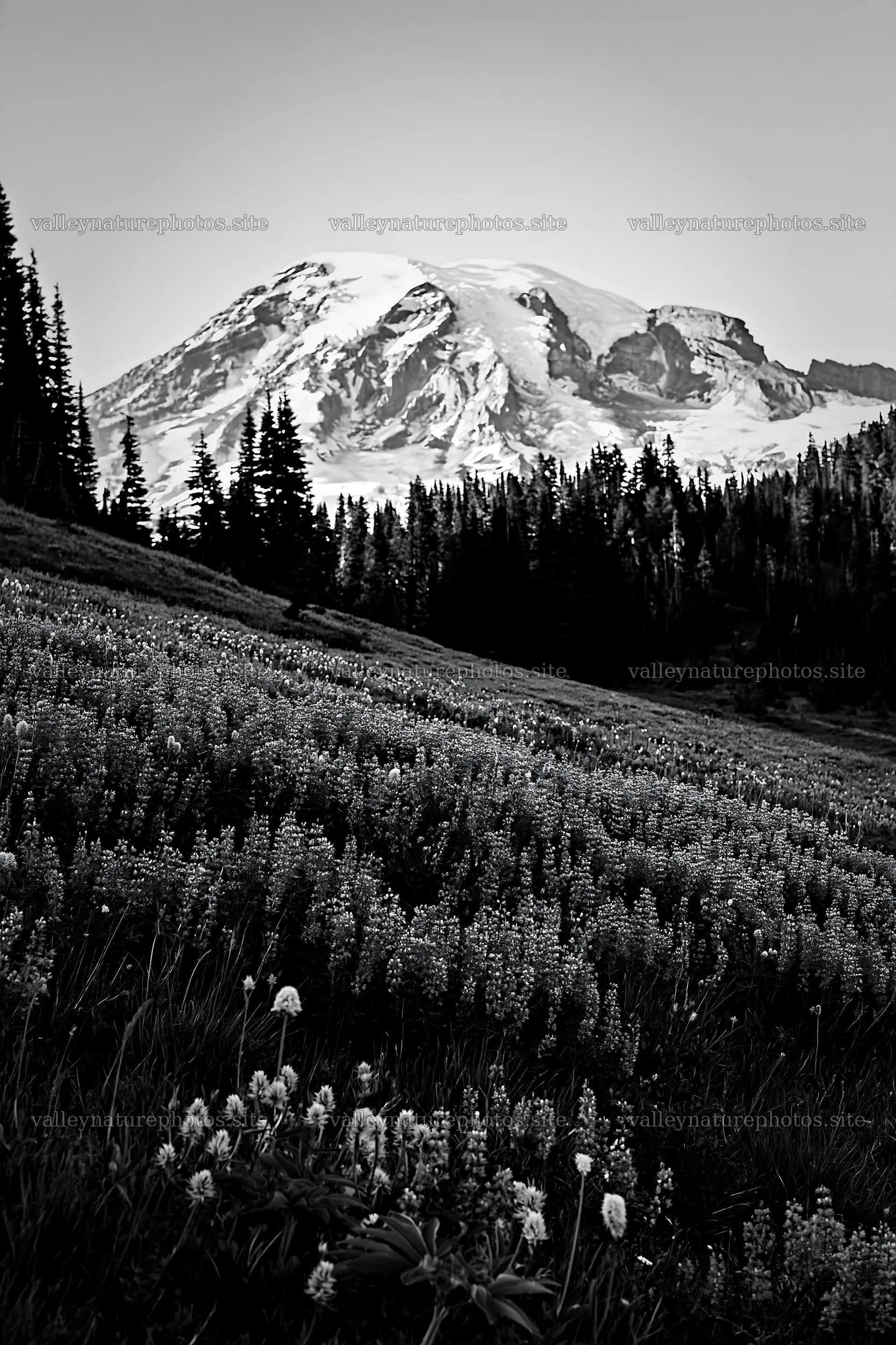 Mount Rainier wildflower meadow at sunrise – nature photography 6480x9722