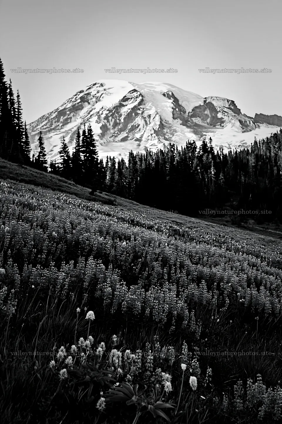 Mount Rainier wildflower meadow at sunrise – nature photography 6480x9722