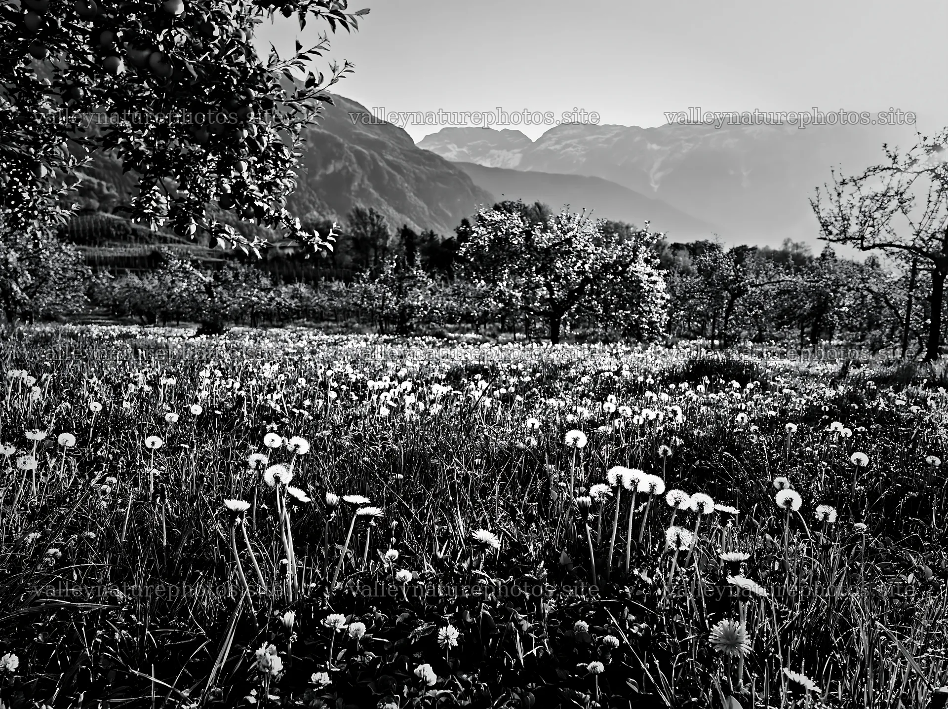 Spring orchard meadow with flowers and mountains in the background – nature photography 9174x6866