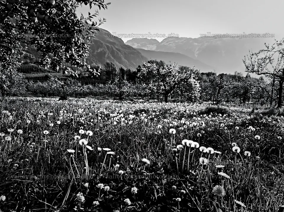 Spring orchard meadow with flowers and mountains in the background – nature photography 9174x6866