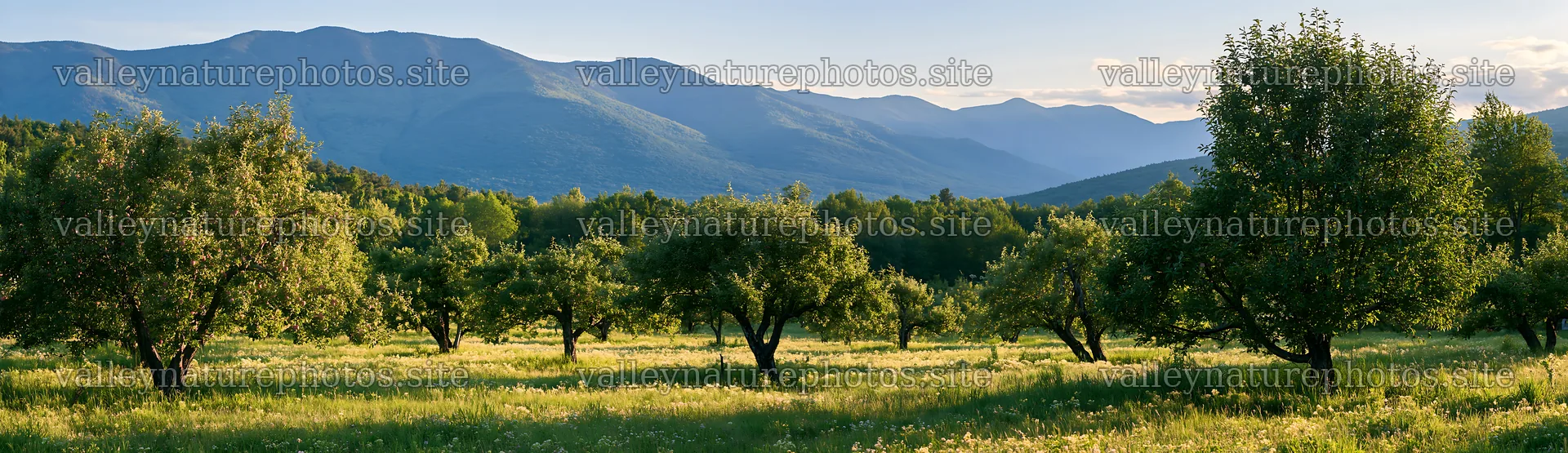 Highland apple meadow on a sunny day – nature photography 14762x4268
