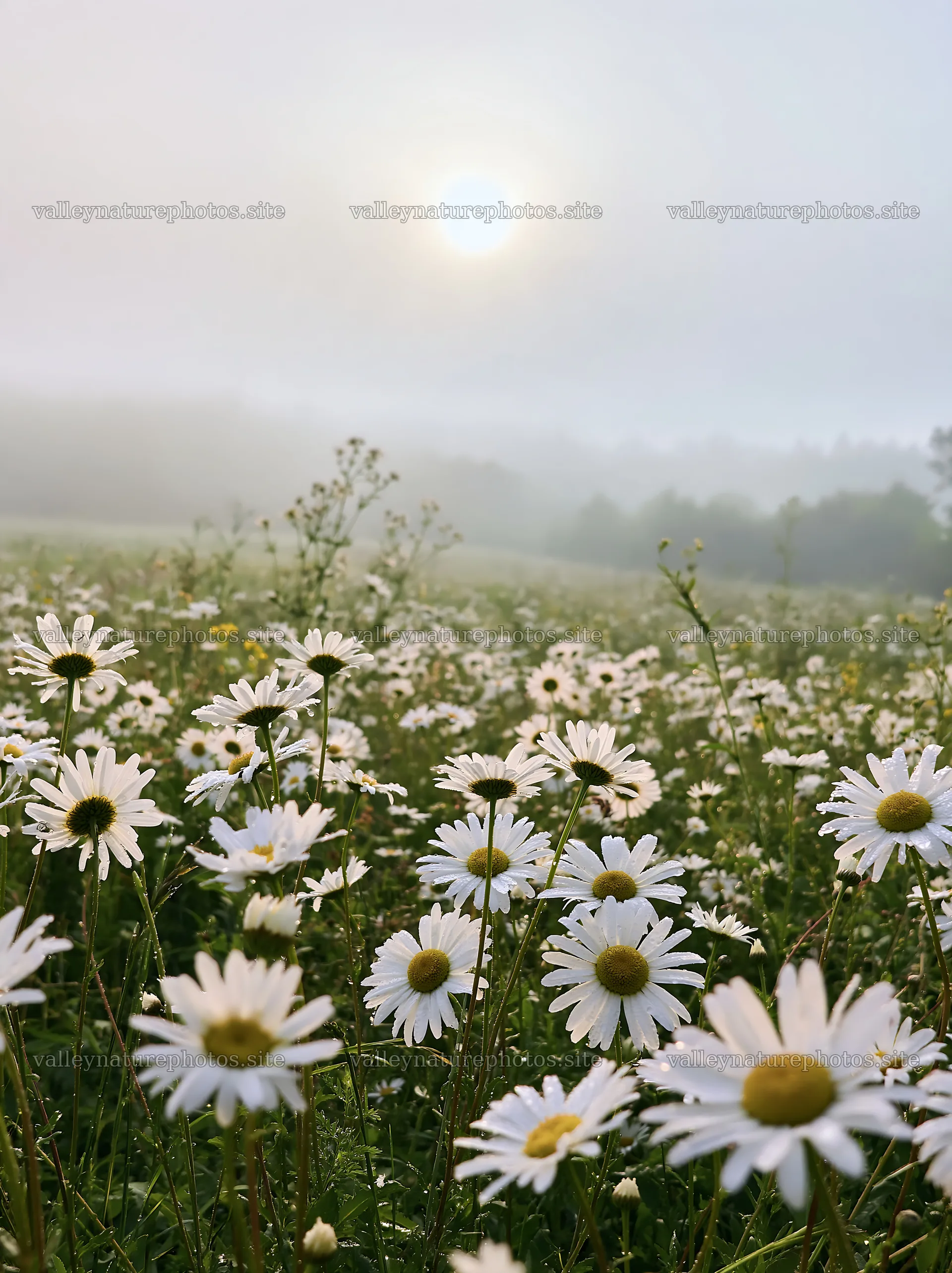 Daisies bloom in a colorful meadow at sunrise – nature photography 6866x9174