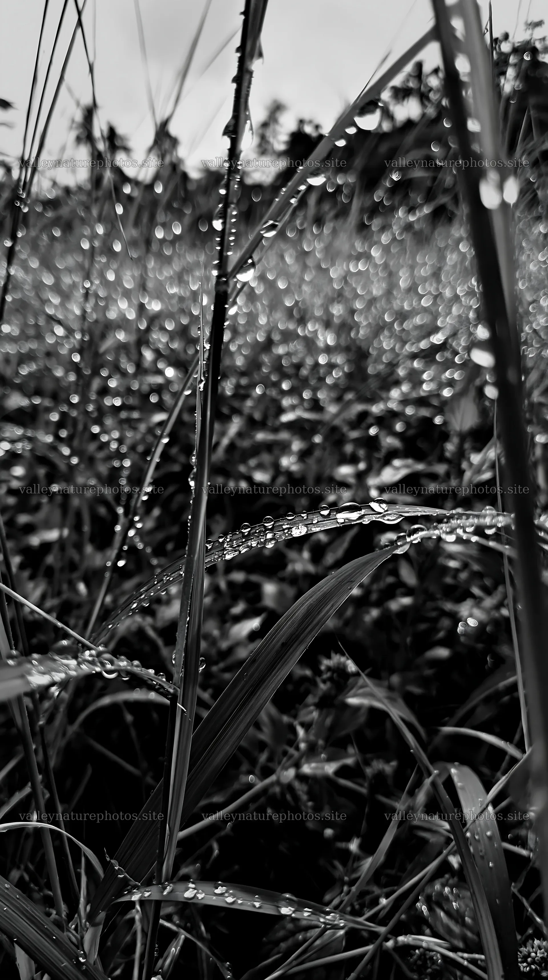 Kochi monsoon meadow rain beaded grasses – nature photography 5938x10608