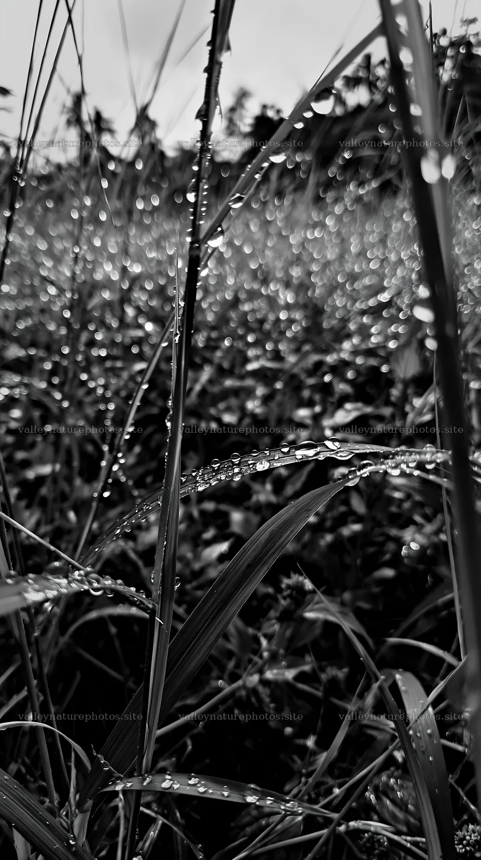 Kochi monsoon meadow rain beaded grasses – nature photography 5938x10608