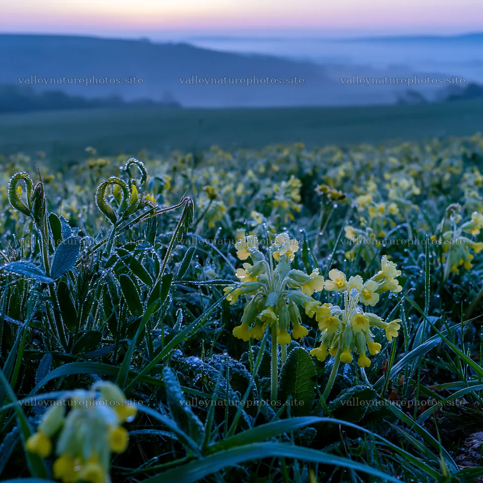 Meadow with crepuscular rays at dawn – nature photography 7938x7938