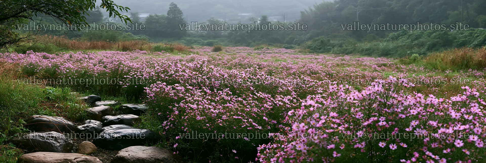 Hiroshima rainy meadow smooth rock foreground – nature photography 13690x4602