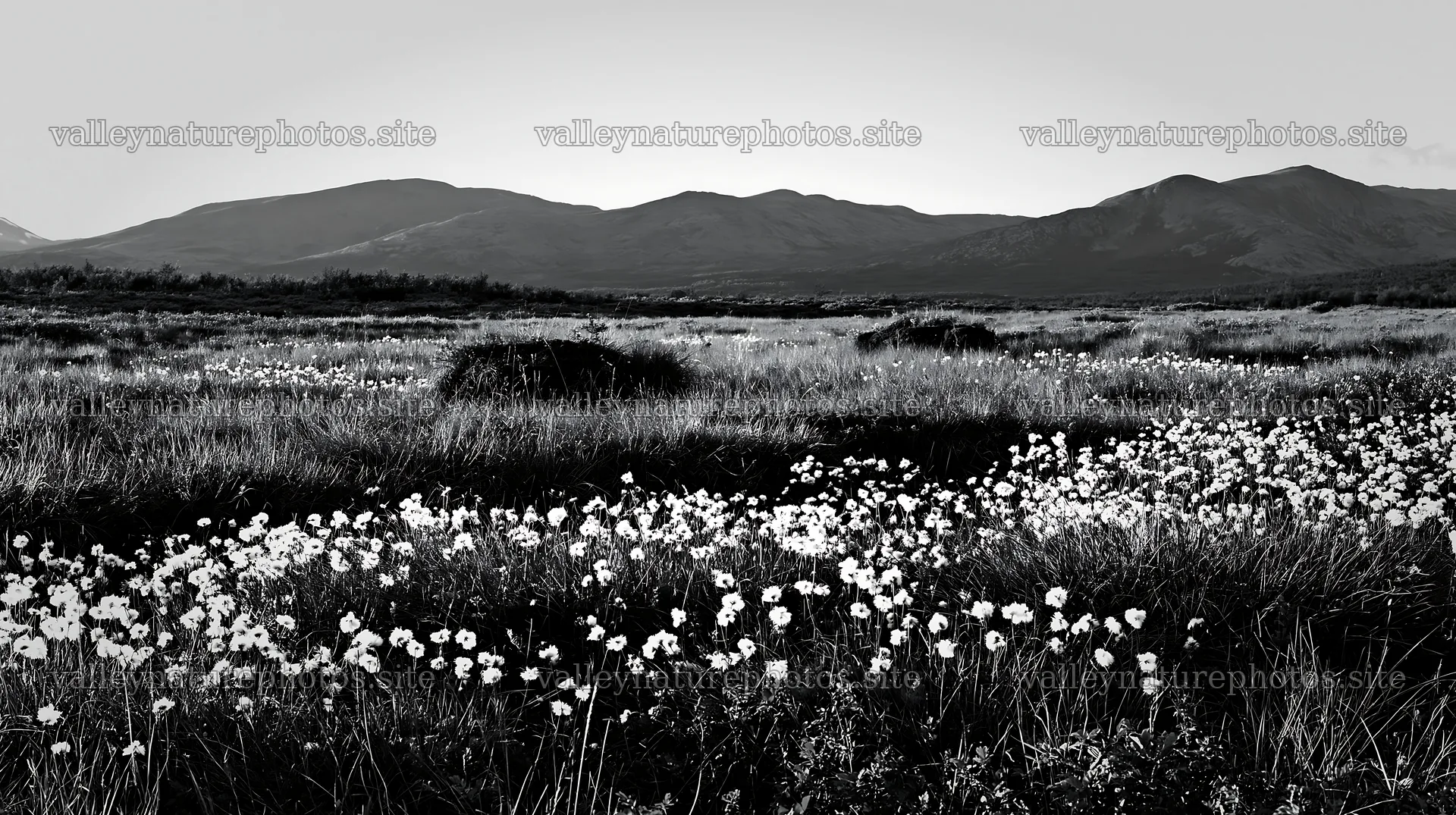 Cottongrass meadow with mountains in the background – nature photography 10608x5938
