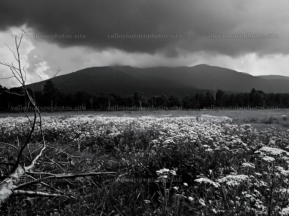 Yamagata rewilded meadow with fallen branch in foreground – nature photography 9174x6866