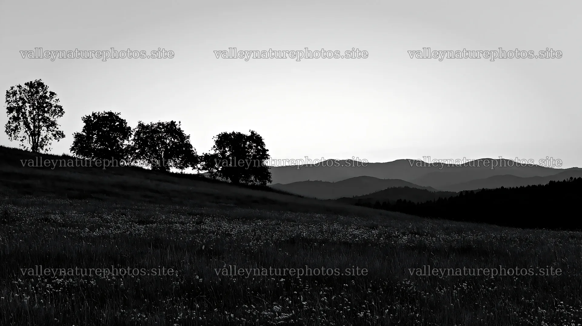 Highland apple meadow with trees and mountains at sunset – nature photography 10608x5938