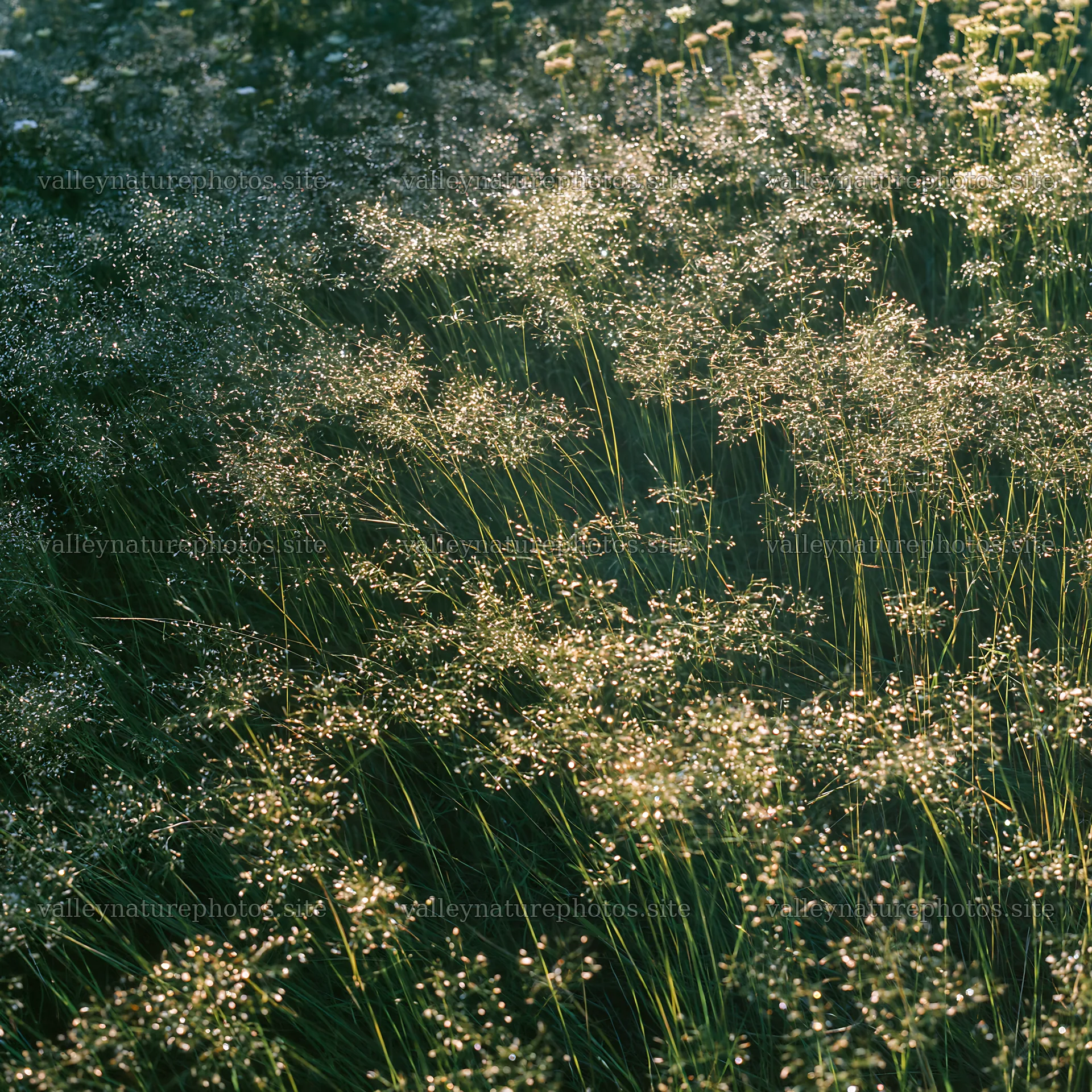 Meadow filled with seedheads and soft sunlight – nature photography 7938x7938