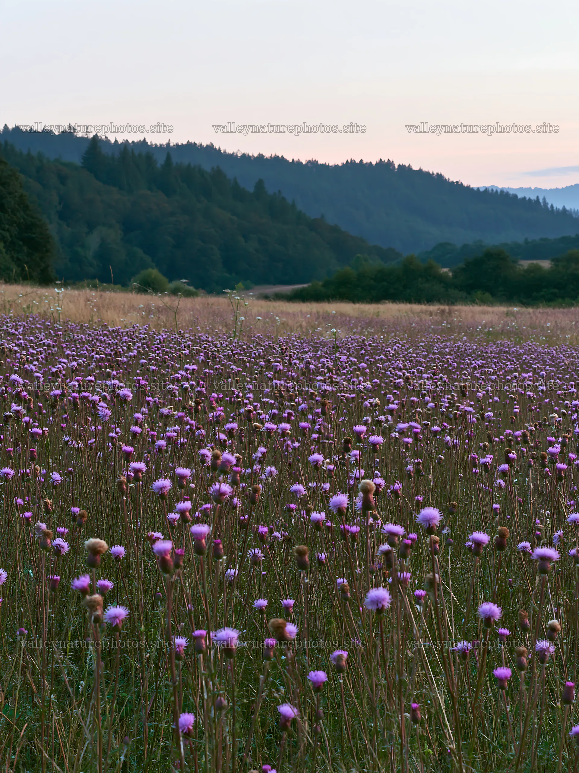 Violet knapweed meadow under a soft evening sky – nature photography 6866x9174