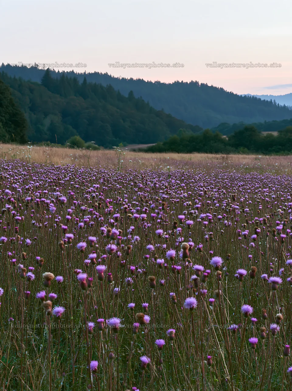 Violet knapweed meadow under a soft evening sky – nature photography 6866x9174